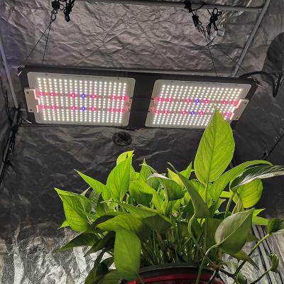 China FLOWER Hydroponic YASTAR grow lights Samsung lm301b lm301h 240 watt IR UV led grow lights for indoor/outdoor hydroponics greenhouse for sale