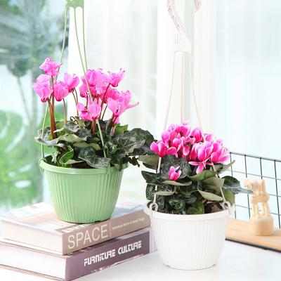 China 2022 Hot Sale Plastic Flower Pots Nursery Garden Durable Material Hanging Flower Pot Plastic Planters For Plant for sale