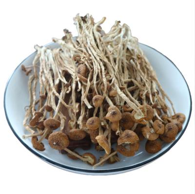 China Cha Shu Gu High Quality Tea Tree Dry New Fresh Agrocybe Aegerita Mushroom for sale