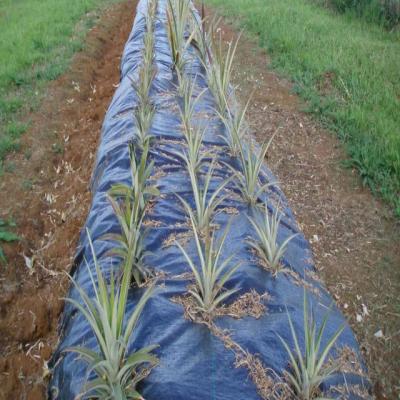 China Agricultural Crop PE Weed Control Mat Netting For Agriculture for sale