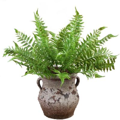 China Newest Stunning Pteridis Plastic Artificial Multifidae Phoenix Fern Herba Tail Fern Plant Botanical Flower Value Plant Home Office Decor for sale