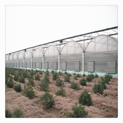 China Vegetables / Fruits / Flowers Commercial Poly Steel Frame Tunnel Plastic Film Multi Span Greenhouse for sale