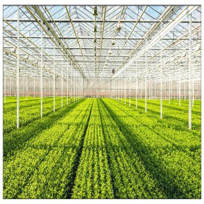 China Commercial Steel Frame Hydroponics Multi Span Green Glass Vegetable/Fruit/Flower Growing House for sale