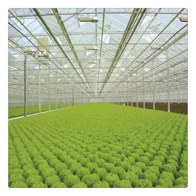 China Factory Price Pipe Shaped Steel Frame Steel Glass Greenhouses of Vegetables/Fruits/Flowers with Hydroponics for sale