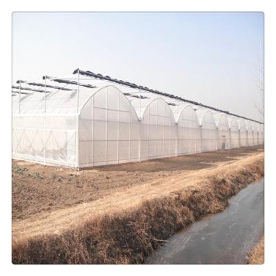 China Growing Vegetables / Fruits / Flowers Farm Garden Tunnel Plastic Film Multi-span High Greenhouses With Galvanized Steel Frame for sale