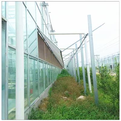 China Factory Price Cultivation Of Vegetables / Fruits / Flowers Customized Vegetable Agricultural Venlo Greenhouse for sale