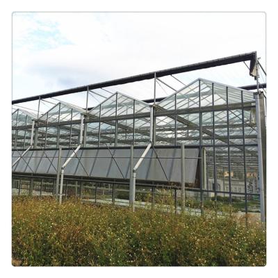 China Growing Vegetables / Fruits / Flowers Glass Panels Multi Span Steel Frame Agricultural Green House For Sale for sale