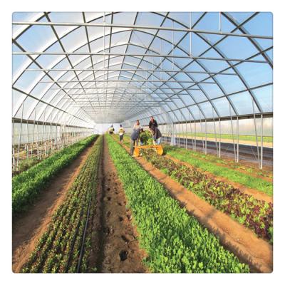 China Single Span Single Span Film Structure Agricultural Film Greenhouses for sale