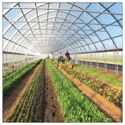 China China Factory Price Plastic Sheet Steel Frame Single Span Glass Agricultural Tunnel Film / PC Sheet / Agricultural Greenhouses for sale