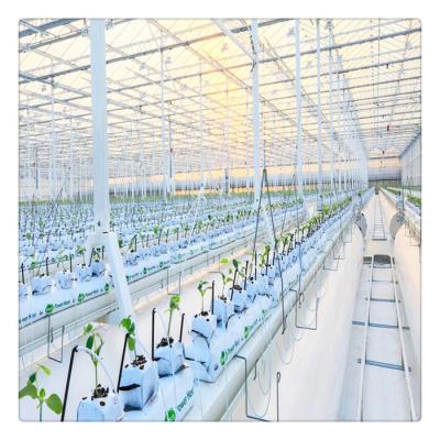 China Growing Vegetables / Fruits / Flowers Steel Strong Structure Galvanized Venlo Polycarbonate Greenhouses for sale