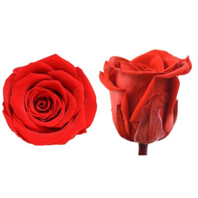 China 100% Preserved Nature Fresh Rose Wholesale 4-5 Cm Preserved Rose Head For Preserved Rose Box Valentines Day Gift Diy Making 2023 for sale