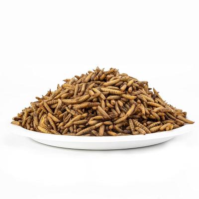 China Viable Insect Mealworm Black Soldier Fly Larvae Dried Mealworms For Chickens for sale