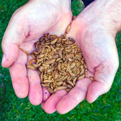 China Viable Black Soldier Fly Larvae (BSFL) are the nutritional, sustainably-high, calcium-rich reptile food staple for your pet. for sale