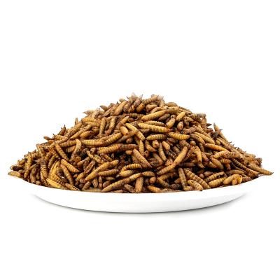 China Viable Black Soldier Fly Larvae are a great food for lizards and are a favorite of bearded dragons, frogs, turtles and amphibians for sale