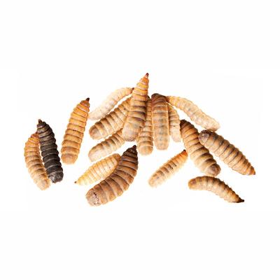 China Sustainable Wholesale 100% Natural Black Soldier Fly Larvae Pet Supplies Great For Ducks, Turkeys, And Other Poultry As Well As Wild Birds for sale