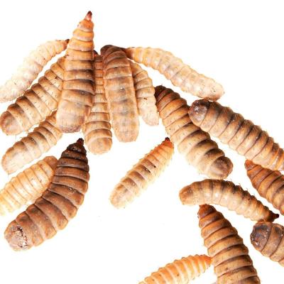 China Sustainable Nutrition Dried Black Soldier Fly Larvae Bird Food and Reptile Food for Small Animal Feeding for sale