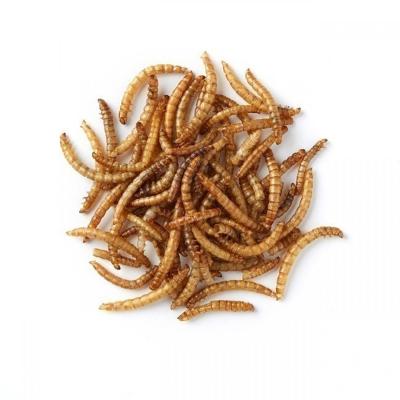 China Sustainable Premium Quality Dried Mealworm Are A Great For Frog Food Turtle Food for sale