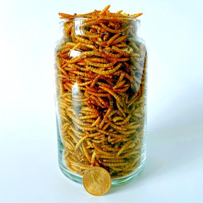 China Viable Wholesale High Protein Edible Insect Dried Mealworms Yellow Mealworm Hedgehog Snack for sale