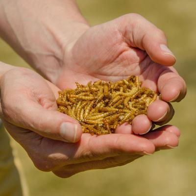 China Good Quality Factory Sustainable Food Grade Directly Dried Mealworm Dried Mealworm Larva for sale