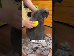 cat steam brush