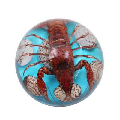 China Global Embedded Craft Sea Animal Lobster And Resin Sea Shells Specimen for sale