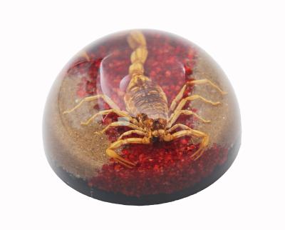 China Amber Real Yellow Scorpion Resin Insect Bug Specimen World Education Equipment for sale