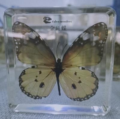 China Worldwide 2021 Real Artifficial Resin Crafts Butterfly Paperweight Taxidermy Insect Butterfly Specimen For Table Decoration for sale