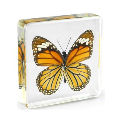 China Real World Crystal Crafts Common Tiger-Danaus Genutia Butterfly Resin Butterfly Gifts Dry Specimen for sale