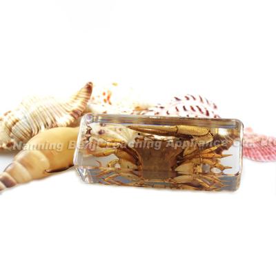 China World Paperweight Amber Resin Paper Weights Artificial Fiddler Crabs Specimen School Teaching Tool Model for sale