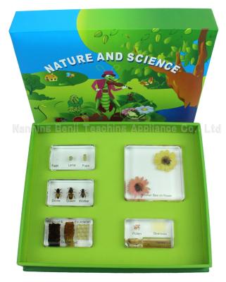 China Honey Bee Life Cycle Artificial Insect Collectible Specimen For Educational Toys Gift Customized for sale