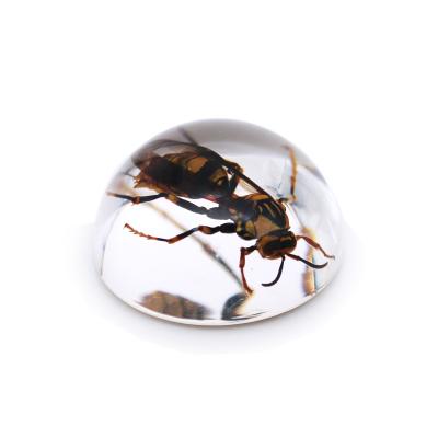 China Worldwide Transparent Eco-Friendly Amber Teaching Aids Real Insect Resin 38mm Dome Paperweight Specimens for sale