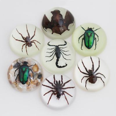 China China real insect specimen packed in 67mm for acrylic dome paperweight for sale