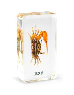 China Real World Acrylic Fiddler Crab Paperweight Embedded Specimen Educational Toys For Children for sale