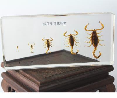 China Scopion Specimen's Real World Bug Bug Craft Life Cycle Embedded Amber Biological Bugs Specimens for sale