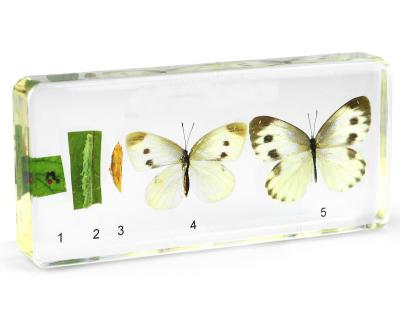 China Life Cycle Study of Cabbage Butterfly Specimen Included Real Insect Biological Specimen for College Teaching for sale