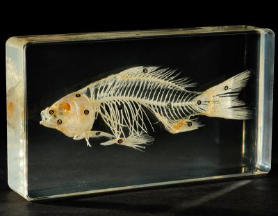 China Global Teching Medical Fish Anatomy Fish Lab Equipment Skeletal Education Model for sale