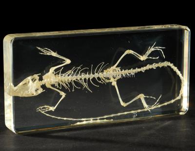 China Artificial educational help lizard skeleton for sale