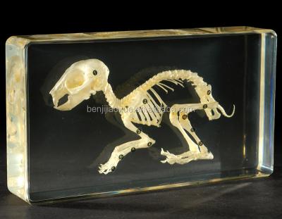 China Rabbit Artificial Plastic Animal Skeleton Skeleton for sale