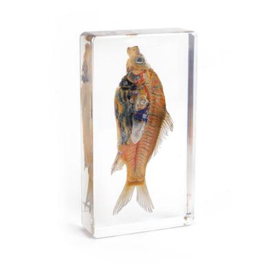 China Artificial biological specimen of fish dissection for sale