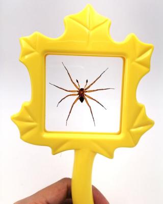 China Learning Hand Stand Specimen Viewer Magnifier Spider In Resin School Teaching Resources Pre Outdoor Play Toys for sale