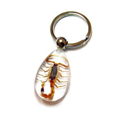 China Real Insects Scorpion Artificial Cool Resin Specimen Key Chain Keychain Custom Make Factory Price Mix Order Promotional Educational Gift for sale