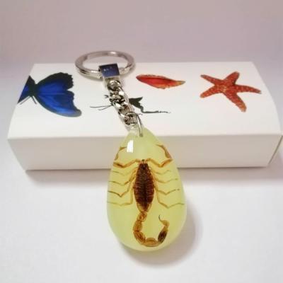 China Real Insect Lucite Resin Water Sporpions Key Chain Hand-Crafted Drop-Bright Key Chain for sale