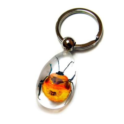 China Beautiful Artificial Personalized Real Insect Carabid Flower Beetle Resin Specimen Fresh Unique Souvenir Key Chain Educational Gift for sale