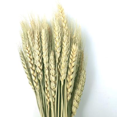 China Plastic Decorative Flowers Wedding Backdrop Plastic Dried Flowers Wheat Natural Grass Dried Wheat For Home Decoration for sale