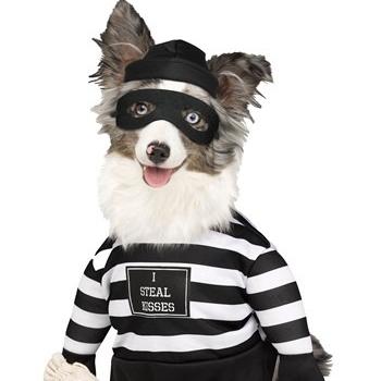 China Viable Thief Puppy Pet Costume for sale