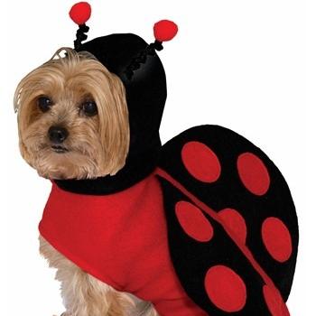 China Viable ladybug costume for dogs for sale