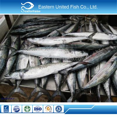 China Healthy FROZEN Spanish Mackerels Wholesale Importer for sale