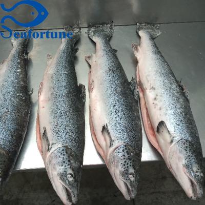 China IQF Gutted Premium Low Sugar Salmon Fish Whole Round for sale