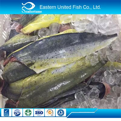 China Large Size of FROZEN Mahi Fillet Mahi Fish for sale