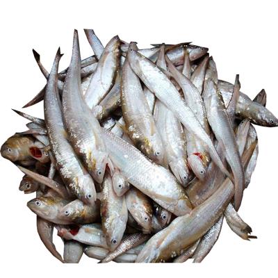 China China wholesale dried seafood dried sprat anchovy for best price for sale